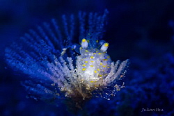 Thecacera sp. by Julian Hsu 